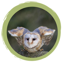 Auf einen Blick – wie kann ich der Schleiereule helfen: 4 Tipps