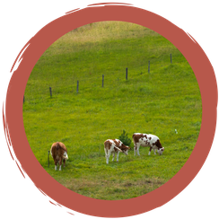 Rätsel: Weidehaltung und Vögel?