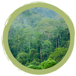 Alltagstipp: Regenwald und Schnitzel???