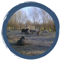 Folge 10: Ein ganzer Schafstag in 5 Minuten