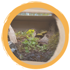 Waldboden im Schuhkarton