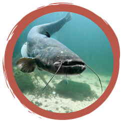 Zuordnungsspiel: Fische