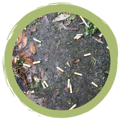 Wenn schon Rauchen…