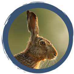 Die Familie der Hasen