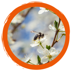 Insektenpoesie