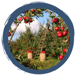 Schatzkammer Streuobstwiese