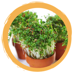 Experiment „Wie wirkt sich Salz auf Pflanzen aus?“ – Keimversuch mit Kressesamen