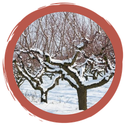 Weihnachtsgeschichte: Weihnachten auf der Streuobstwiese