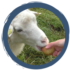 Folge 13: Vitamine und Streicheleinheiten im Herbst