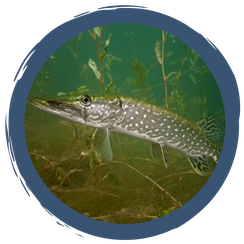 Fressen und gefressen werden