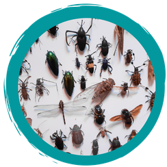 Insekten Steckbriefe