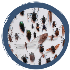 Insekten Steckbriefe