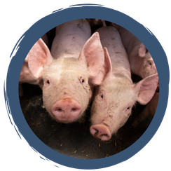 Video: Tierisch gut leben auf dem Bauernhof