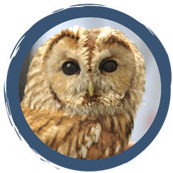 Der Ruf des Waldkauzes – Pfeifen leicht gemacht