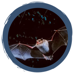 Artenportrait Wasserfledermaus