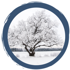 Überwinterungsstrategien der Pflanzen: Dem Winter gewachsen sein…