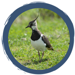 Video: Wiesenbrüter in Not