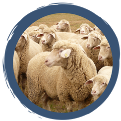 Video: Tierische Landschaftspfleger