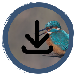 Materialien zum Herunterladen und Online-Materialien speziell für Schulen