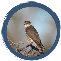 Merlin - kleinste Falkenart Europas