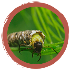 Memospiel Wassertiere