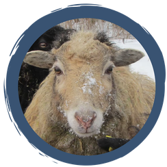 Folge 2: Wolle ist nicht gleich Wolle