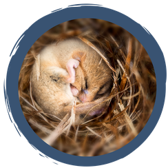 Überwinterungsstrategien der Natur