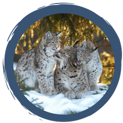 Luchs - Die Rückkehr der Pinselohren