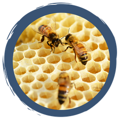 Interview mit einem Imker