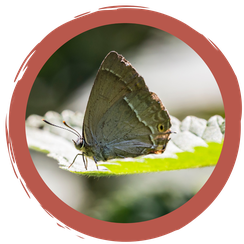 Spiel: Insekten im Nahrungsnetz