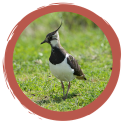 Memo-Spiel Wiesenbrüter