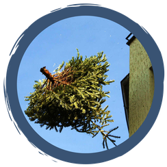 Christbaumentsorgung nach Weihnachten