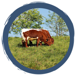 Über Salatköpfe & die heilige Kuh