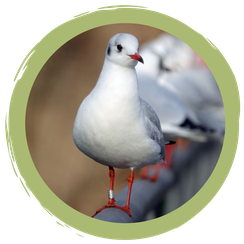 Mitmachmöwen - spielerisch erforschen, beobachten und Ringe melden