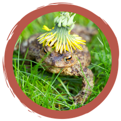 Märchenstunde: Die Krötenfee