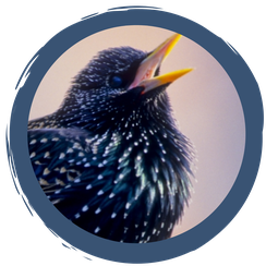 Gartentipps für Singvögel