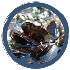 Filtrierer - Ernährungsspezialisten im Wasser