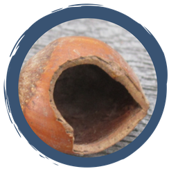 Wer hat denn da geknabbert?