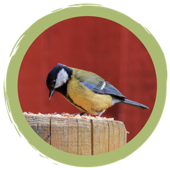 Gartentipps für Singvögel im Winter