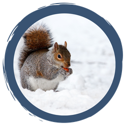 Winterstrategie: Winterruhe