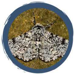 Fasching im Tierreich - Warnung und Tarnung