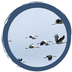 Eine Reise verbindet ferne Länder