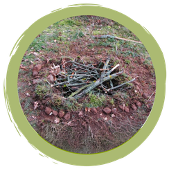 Totholzkompost als Käferparadies