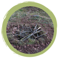 Totholzkompost als Käferparadies