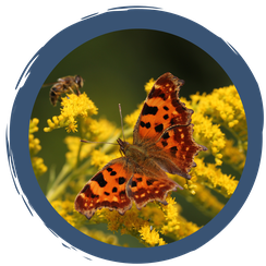 Schmetterlinge & Schmetterlingspflanzen