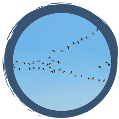 Zugverhalten von Vögeln