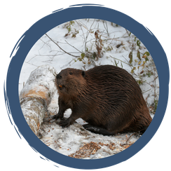 Was machen Biber eigentlich im Winter?