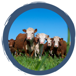 Video: Besuch auf dem Hof Gutmann