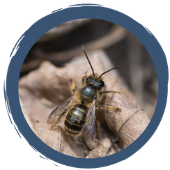 Ein Platz für Wildbienen