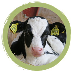 Challenge-Ergebnis: Zeigt uns euer liebstes Bauernhofbild